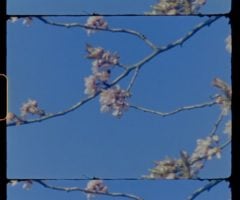 A small change of season vignette shot on Super 8 with a Braun Nizo 801 camera and Kodak Vision 3 50D film. Filmed by Edmund Ward, scan by On8mil, London UK. Music by Ed & John Ward AKA 'Eggboy'. 2.5K Frame by frame HD transfer. 'Change of Season' - Kodak Vision 3 50D Film, Braun Nizo 801 Super 8 Camera