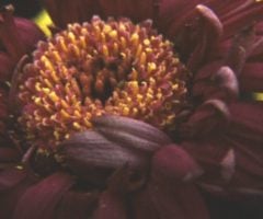 Test footage shot using the Logmar S-8 super 8 camera. Shot using Kahl UT 18 film. Jitter removal applied in post. Shot by Edmund Ward, Scanned by On8mil, London, UK. Logmar S-8 Camera, Macro Shots - Kahl UT 18 film